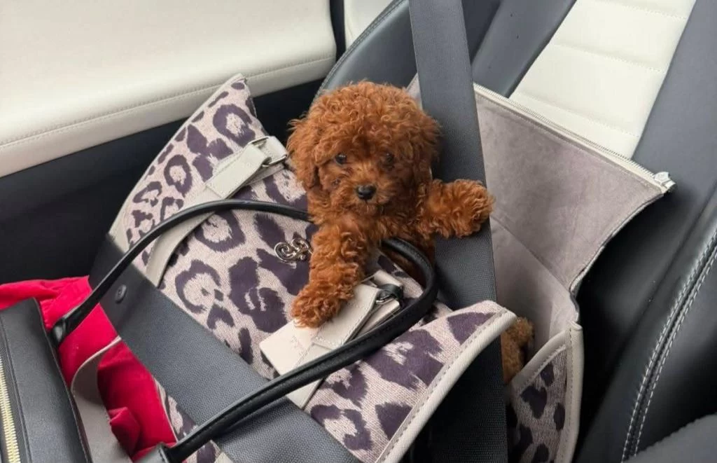 Yasal Köpek Çiftliğinden Toypoodle Yavrularimiz