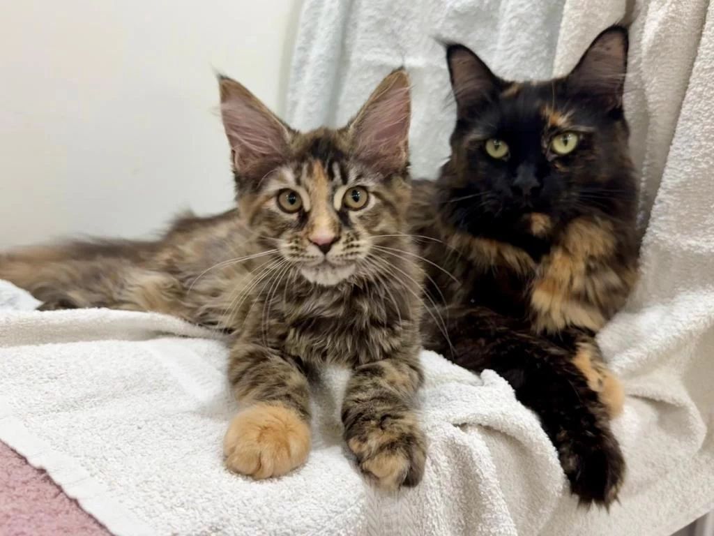 Siradişi Güzellik Maine Coon Yavrulari