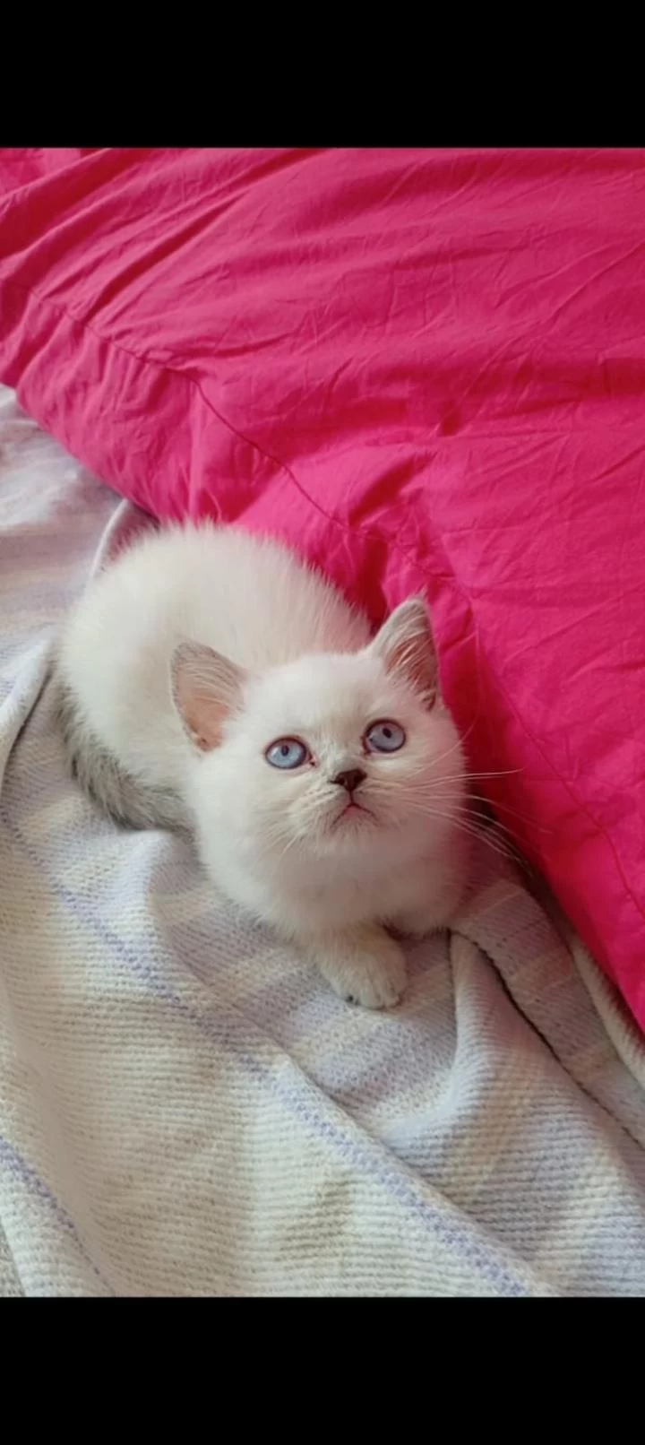British Shorthair Mutluluk Dağıtıyoruz