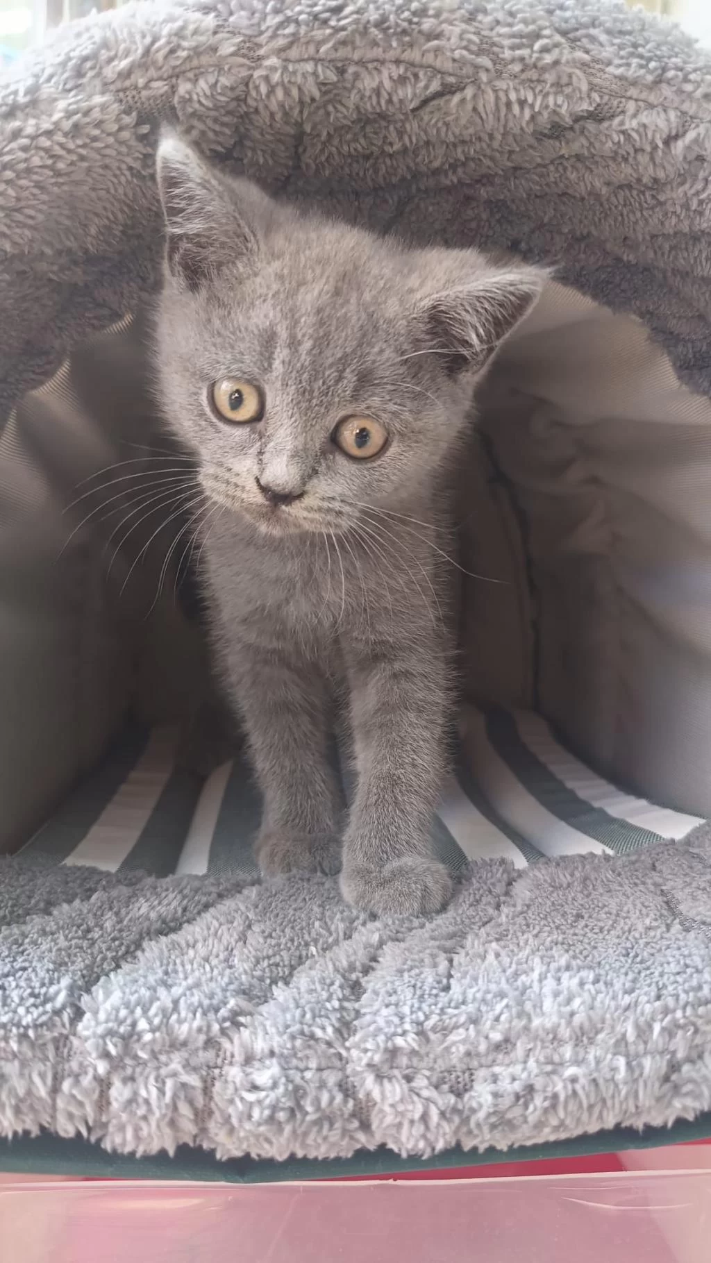 İrk Ve Sağlik Garantili British Shorthair Yavrumuz