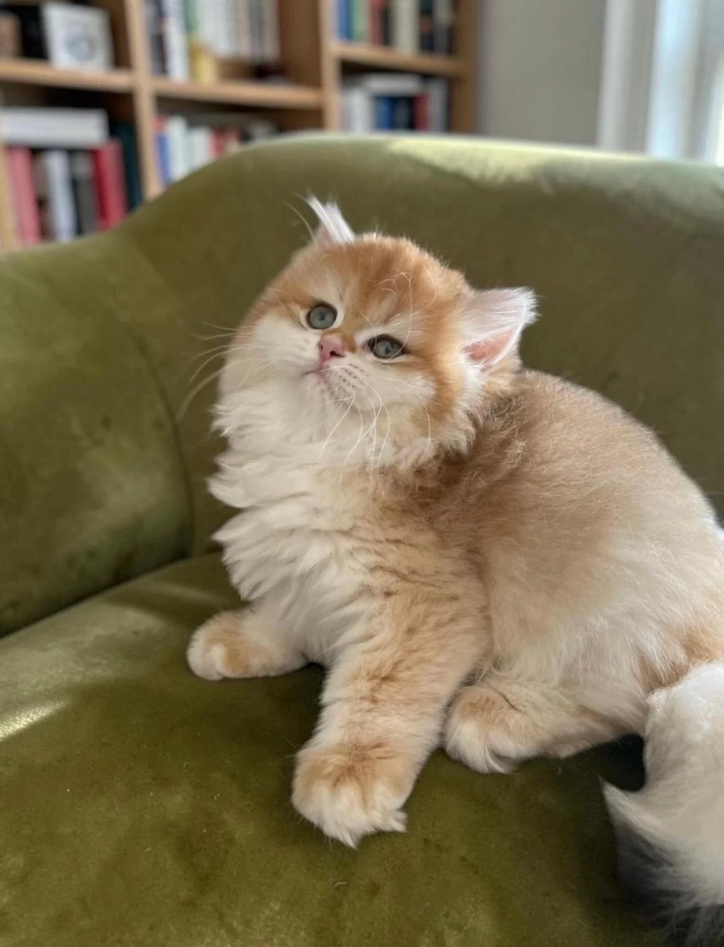 Show Kalite Soyu Belli British Longhair Golden Yavru
