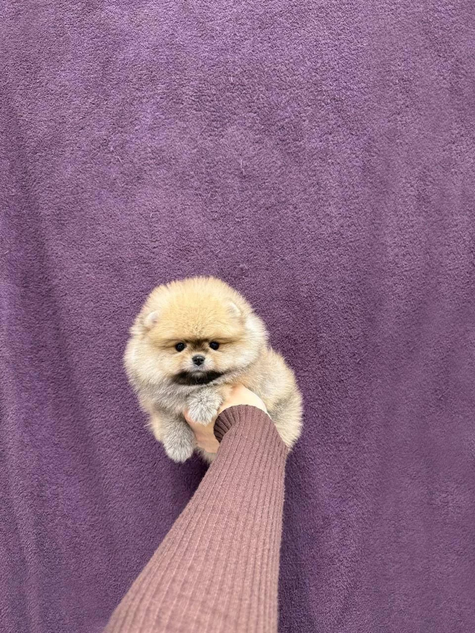 Pomeranian Boo Köpeği