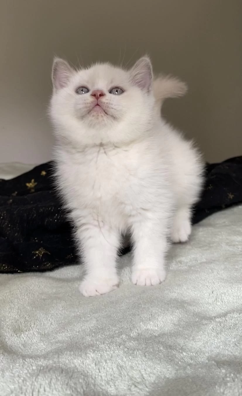 Safkan British Shorthair Oğluşum