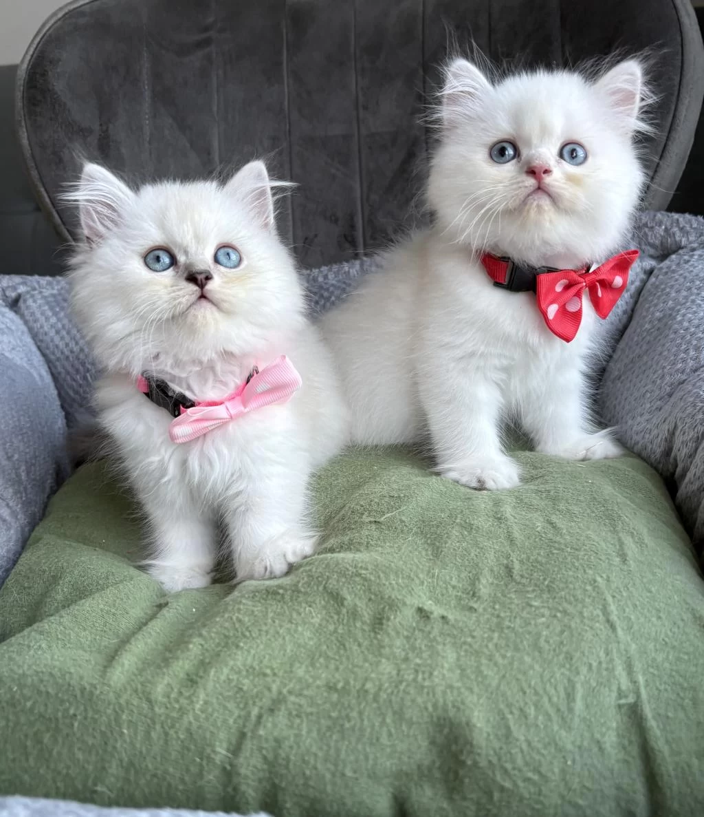 Kaliteli Silver Point British Longhair Bebekler