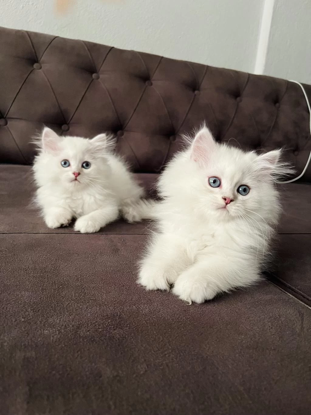 Safkan Erkek Dişi Kediler
