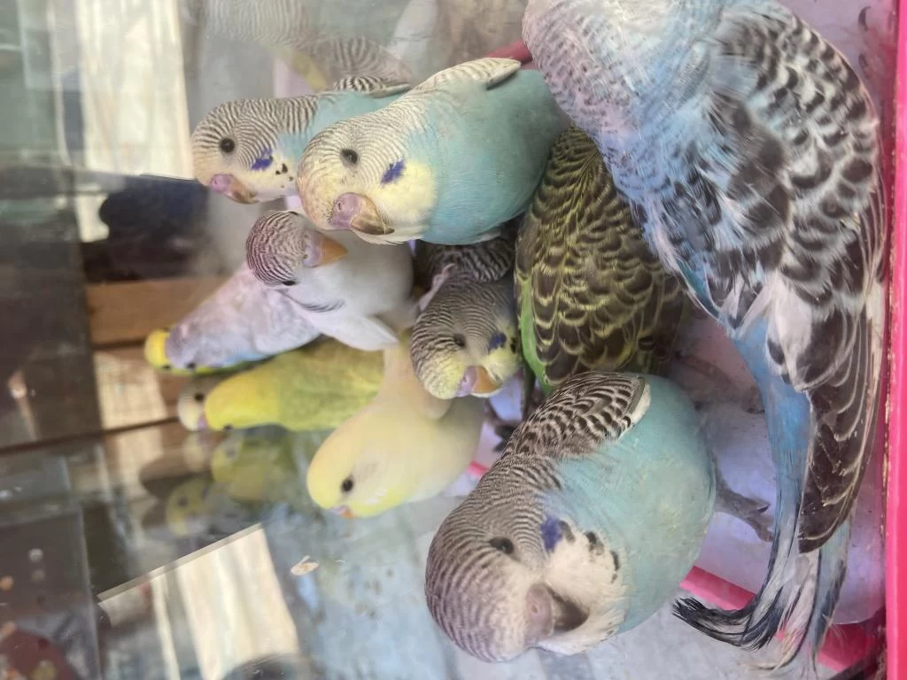 Bebek Muhabbet Kuşlar