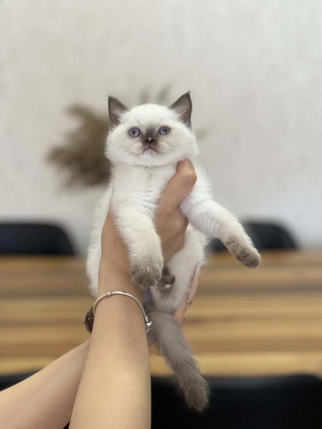 Chocalate Point British Shorthair Yavrum