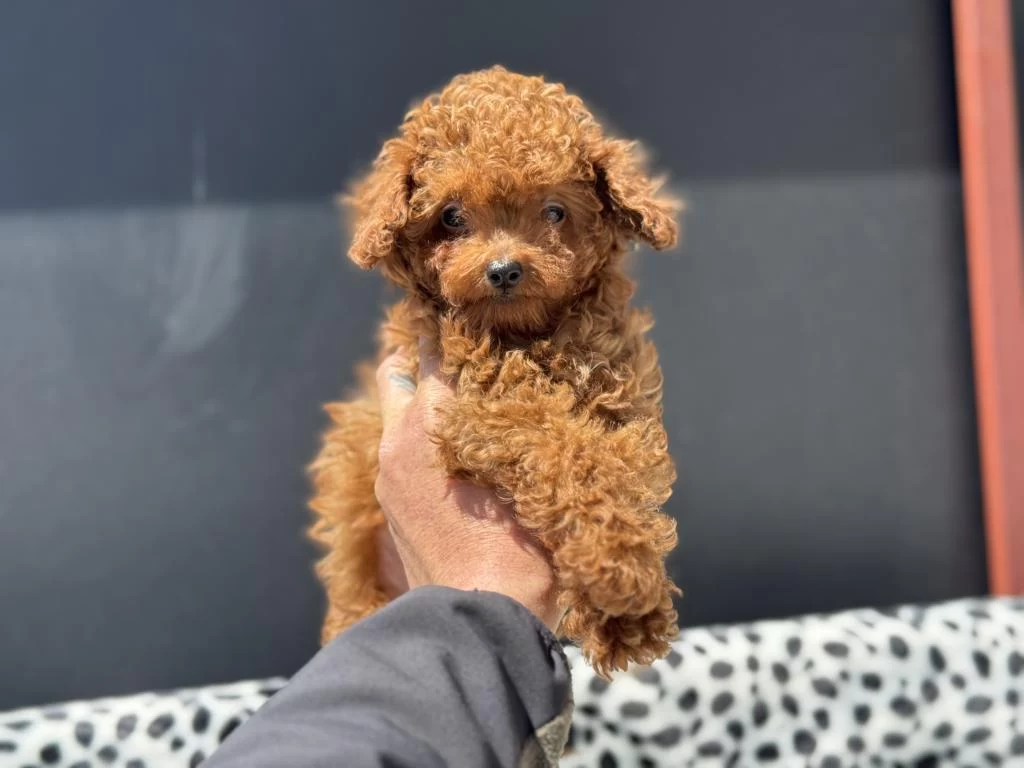 Petmode Den 4 Aylık 700 Gr Tea Cup Kore Poodle