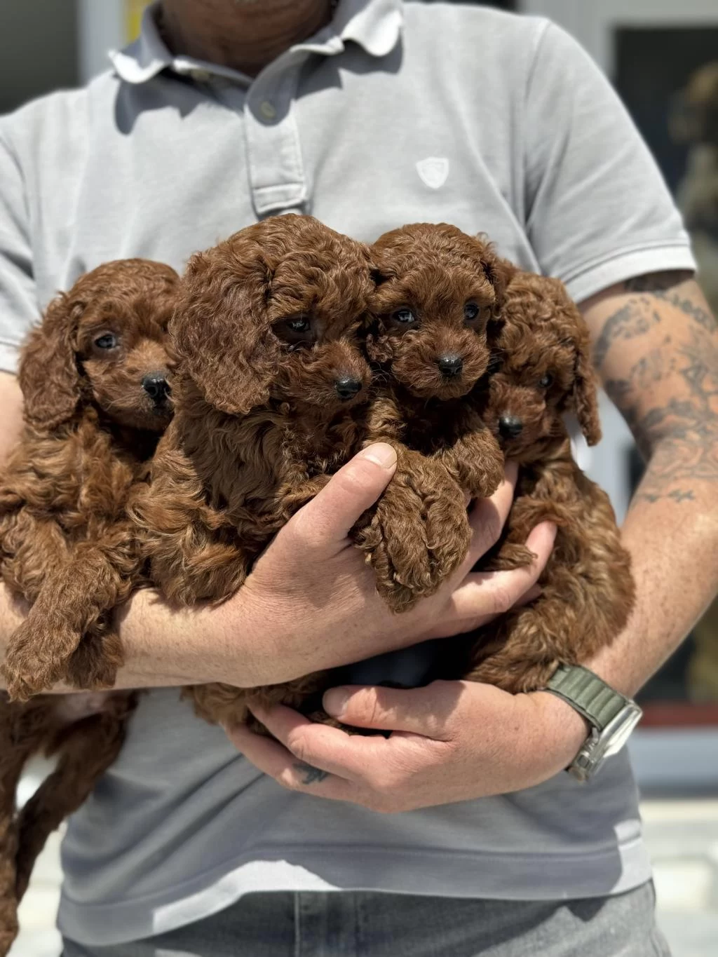 Petmode Köpek Çiftliğinde Ziyarete Açık Toy Poodle