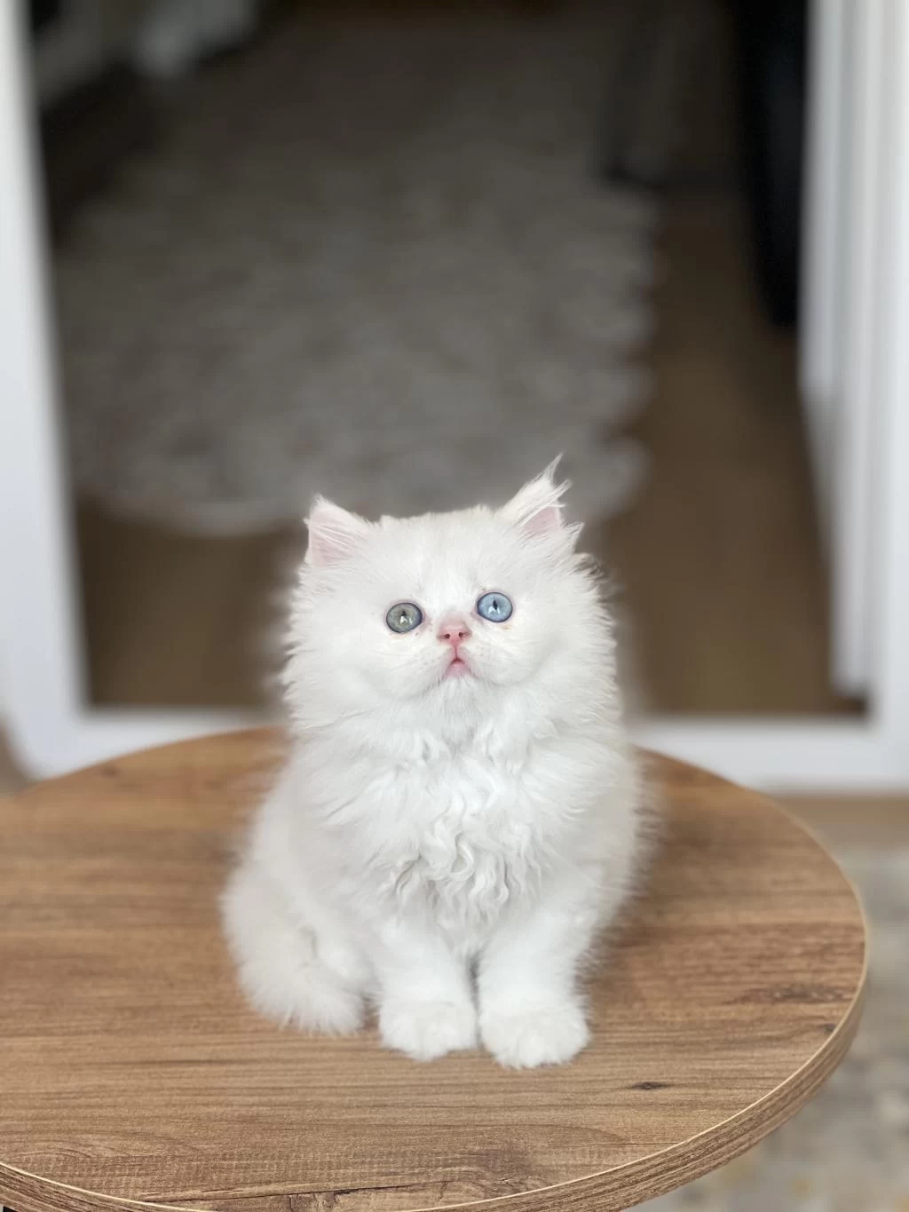 Gold Eyes Safkan British Longhair Yavrum