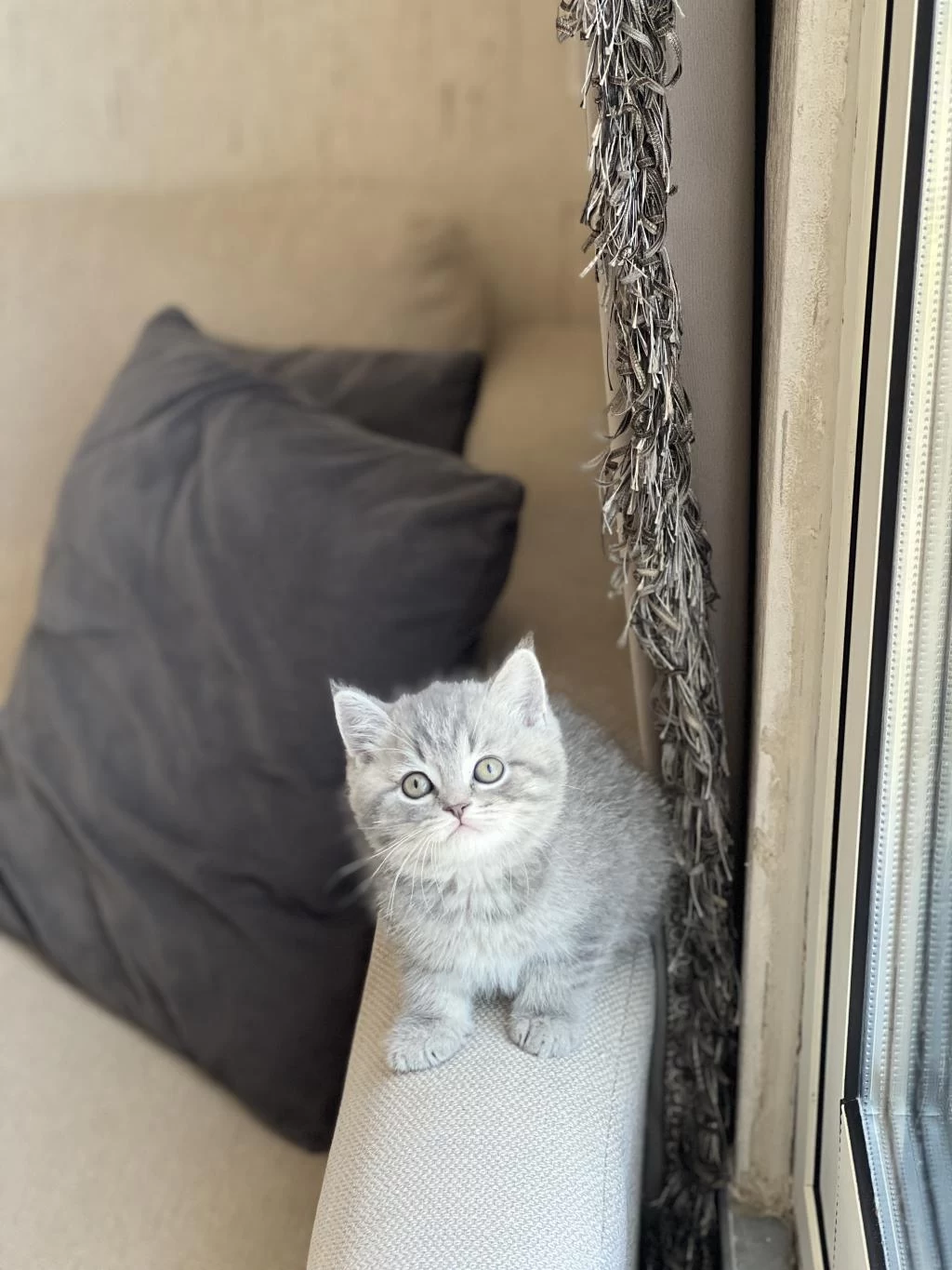 Uygun British Shorthair Whiskas Yavrum