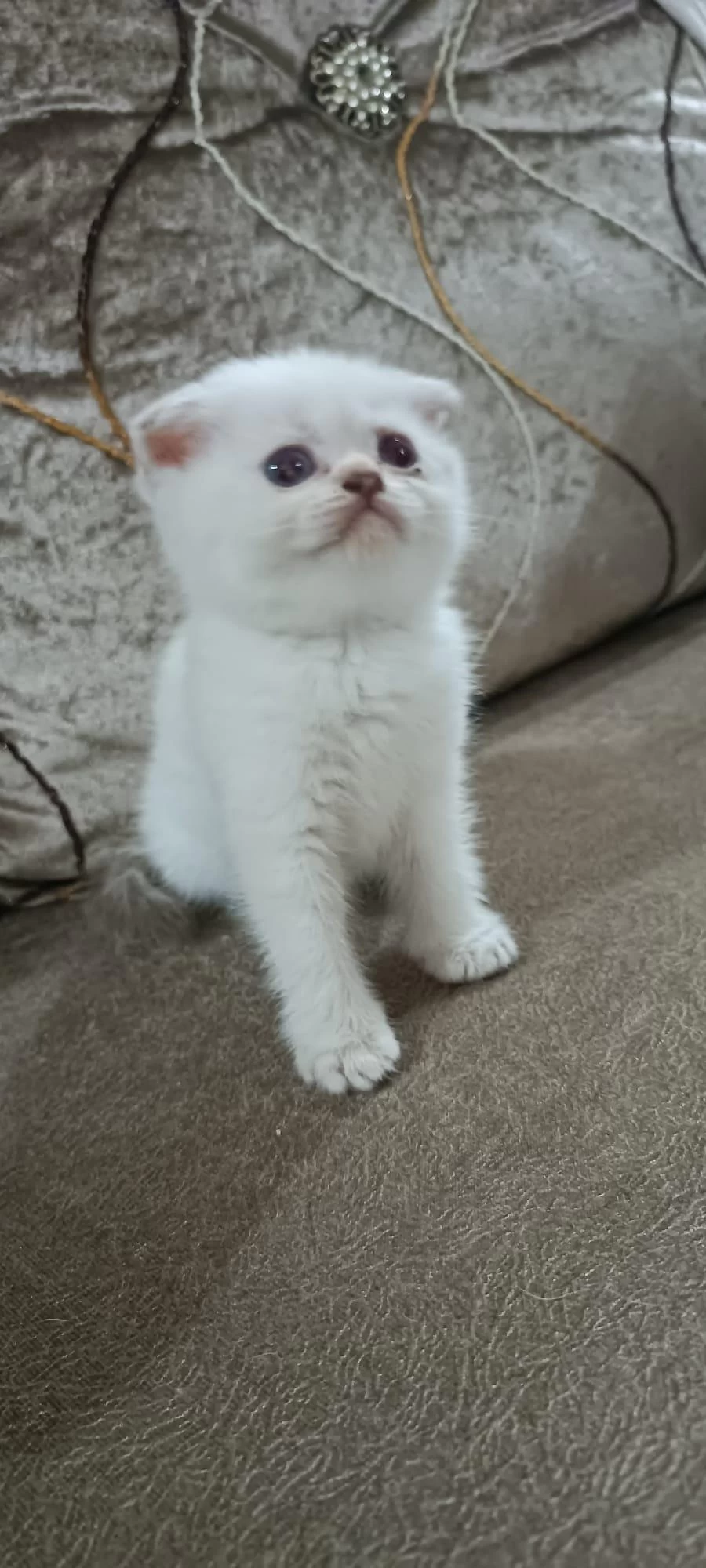 50 Günlük Erkek Scottish Fold Yavrumuz Hazır