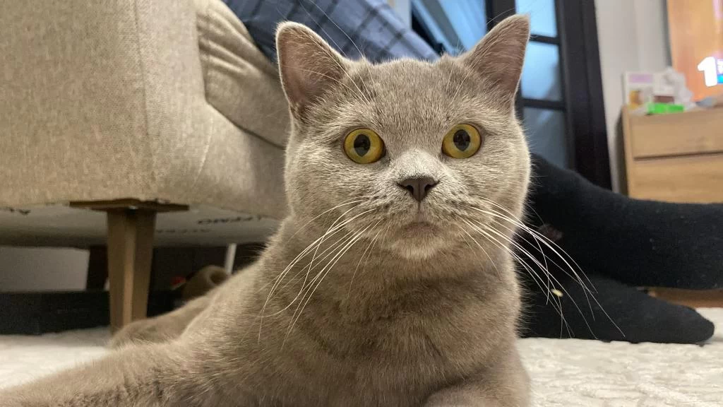 British Shorthair Ücretsiz Yuva Arıyorum