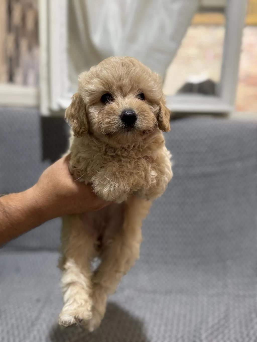 Maltipoo Yavrularımız Kayısı Renk
