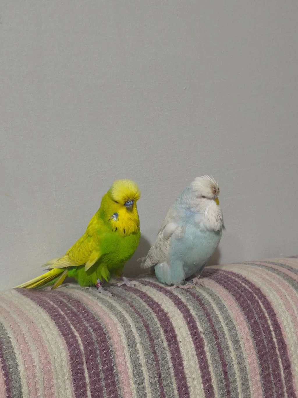 Hobiyi Bırakıyorum Kızgın Show Jumbo Takım Muhabbet Kuşu