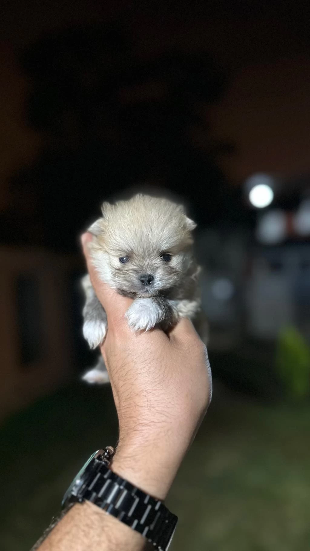 Sağlık Ve İrk Garantili Pomeranian Yavrularımız