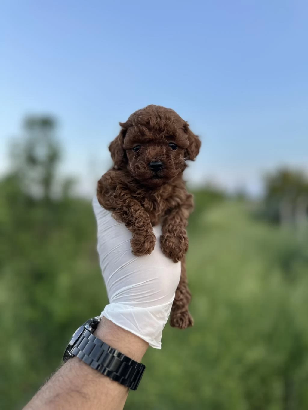 Sağlık Ve İrk Garantili Toy Poodle Yavrularımız