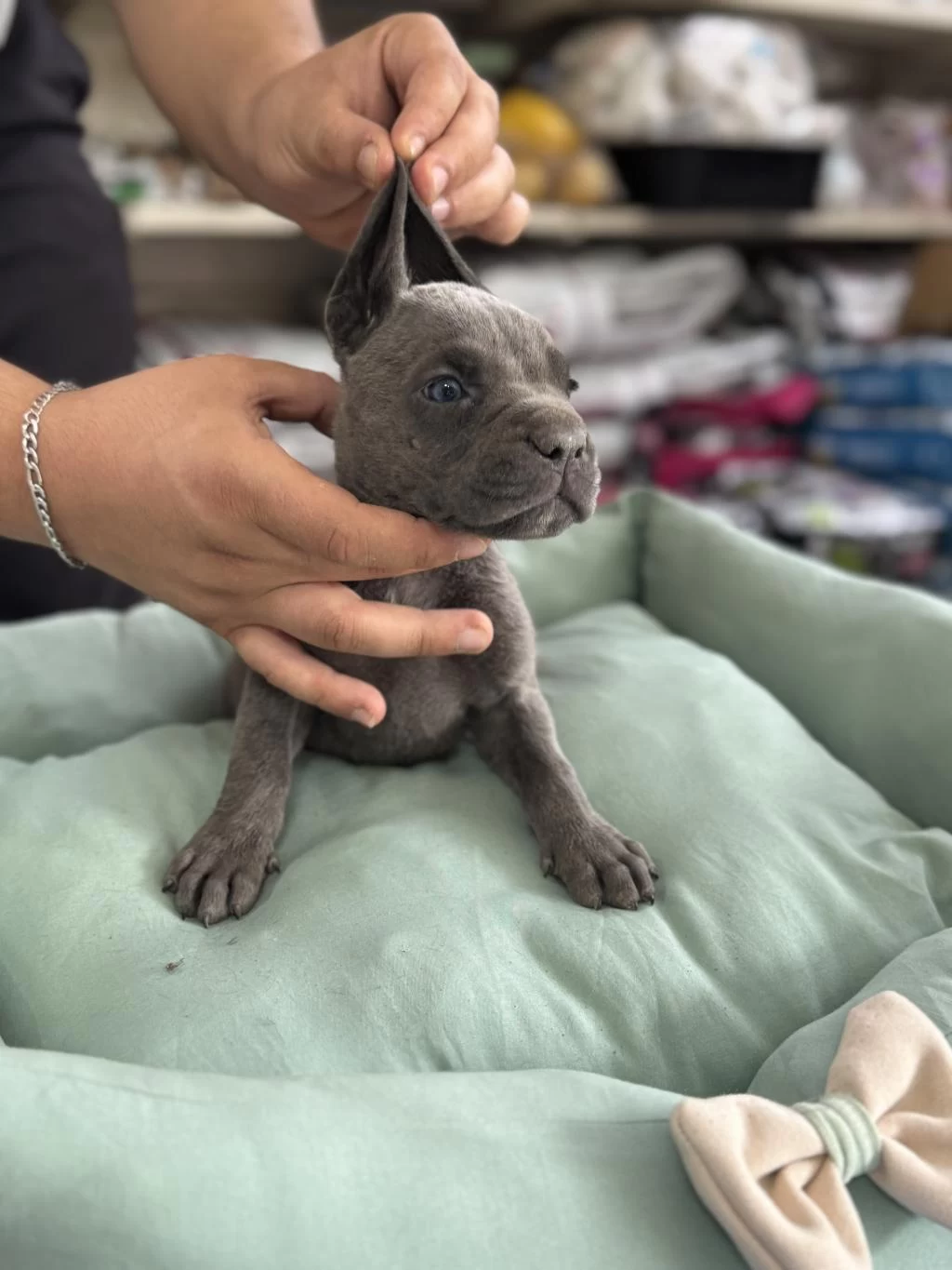 Cane Corso Yavrular Blue Renk
