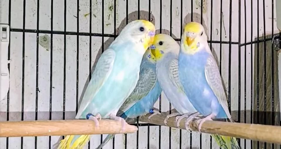 Takım Rainbow Muhabbet Kuşları