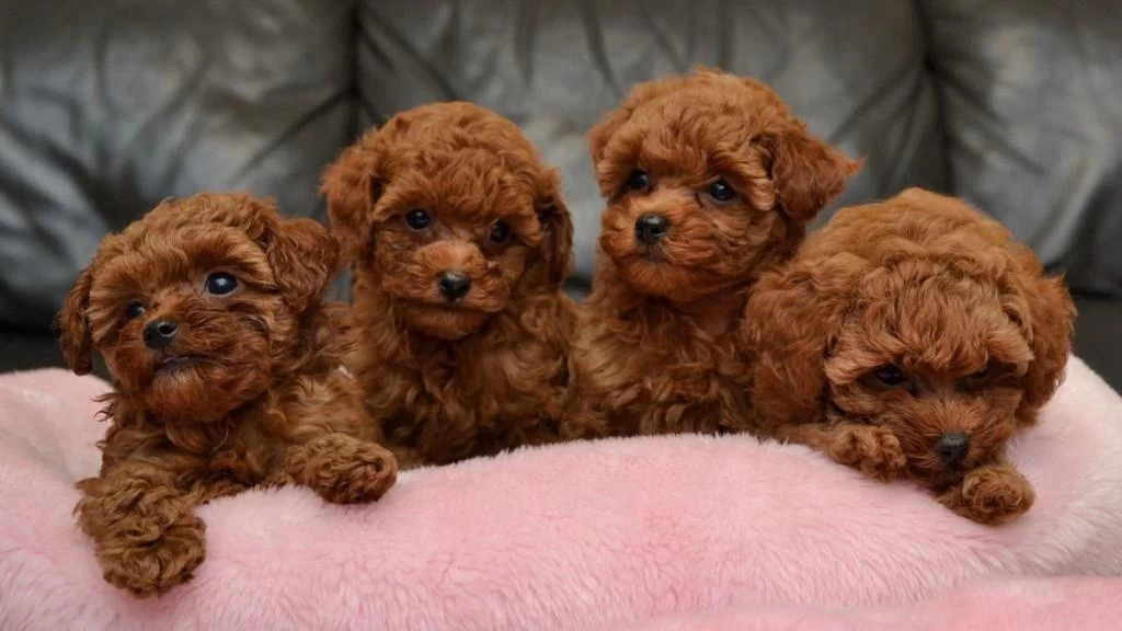 Toy Poodle Kore Kan Yavrular Sıfır Boy