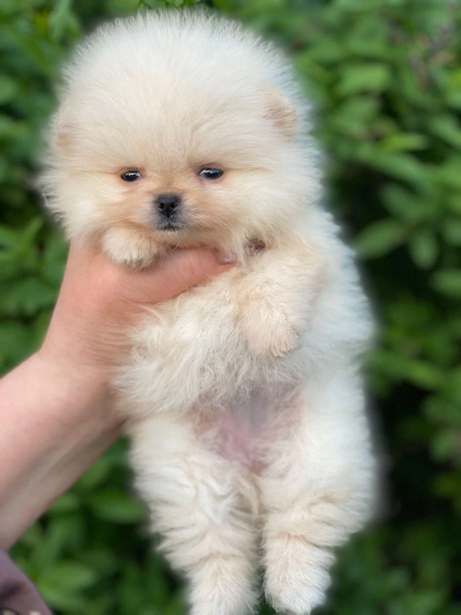 Pomeranian Beyaz Yavrumuz