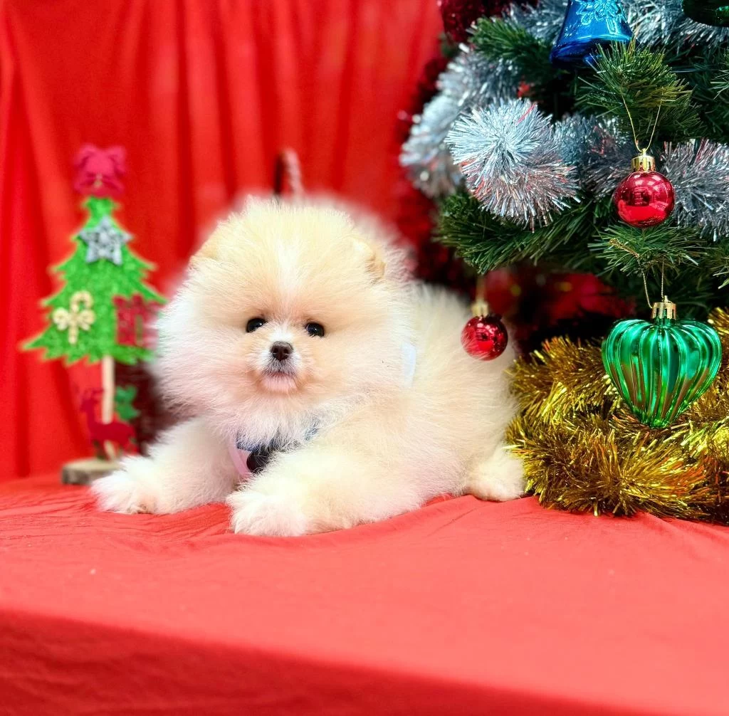 Safkan Pomeranian Boo Yavrularımız