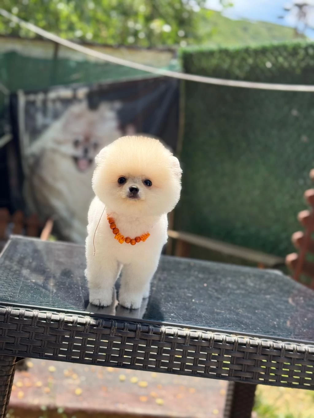 Üst Kalite Pomeranian Boo
