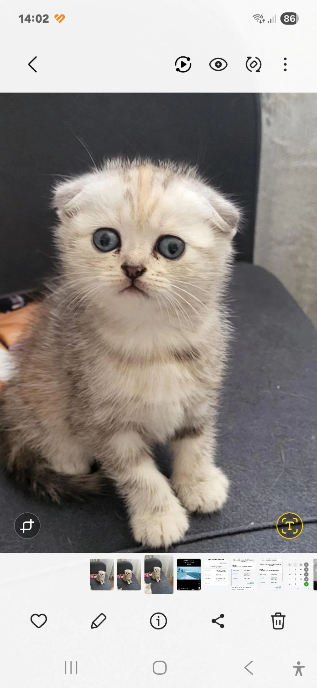 Mükemmel Scottish Fold Bebeklerim