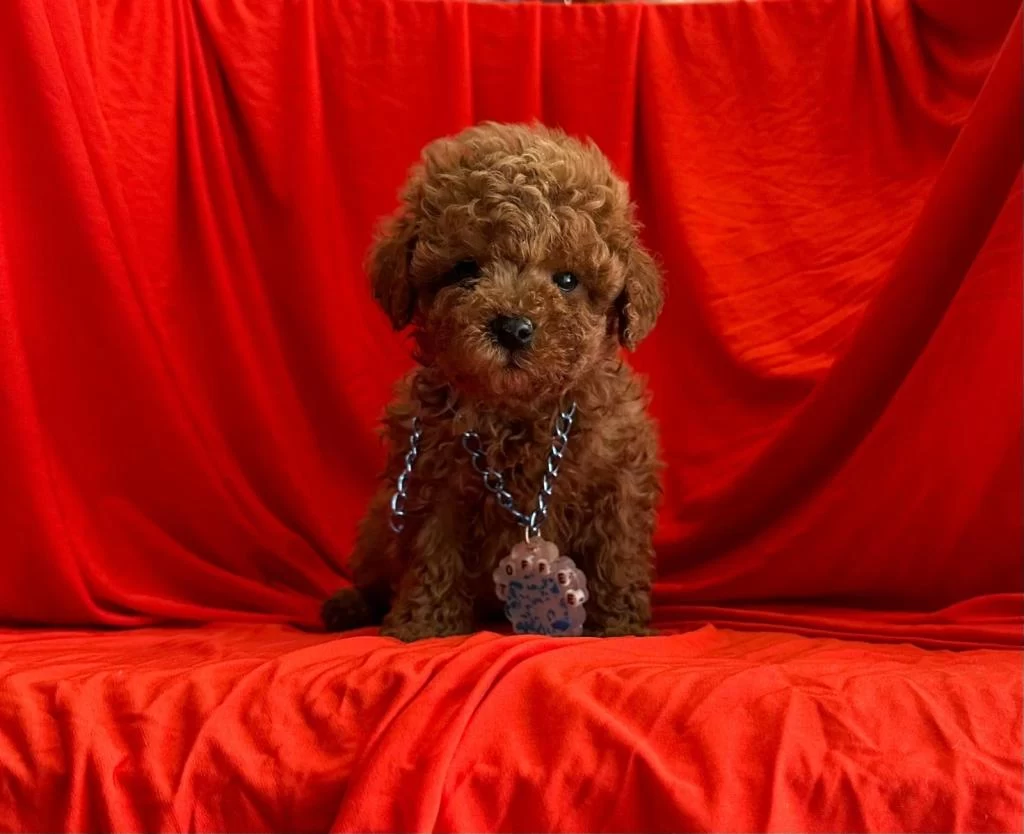 Safkan Toy Poodle Bebekler