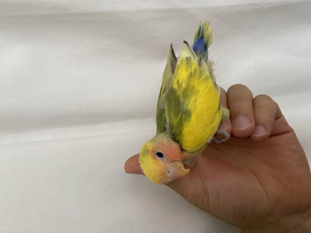 El Besleme Full Evcil Papağanımız