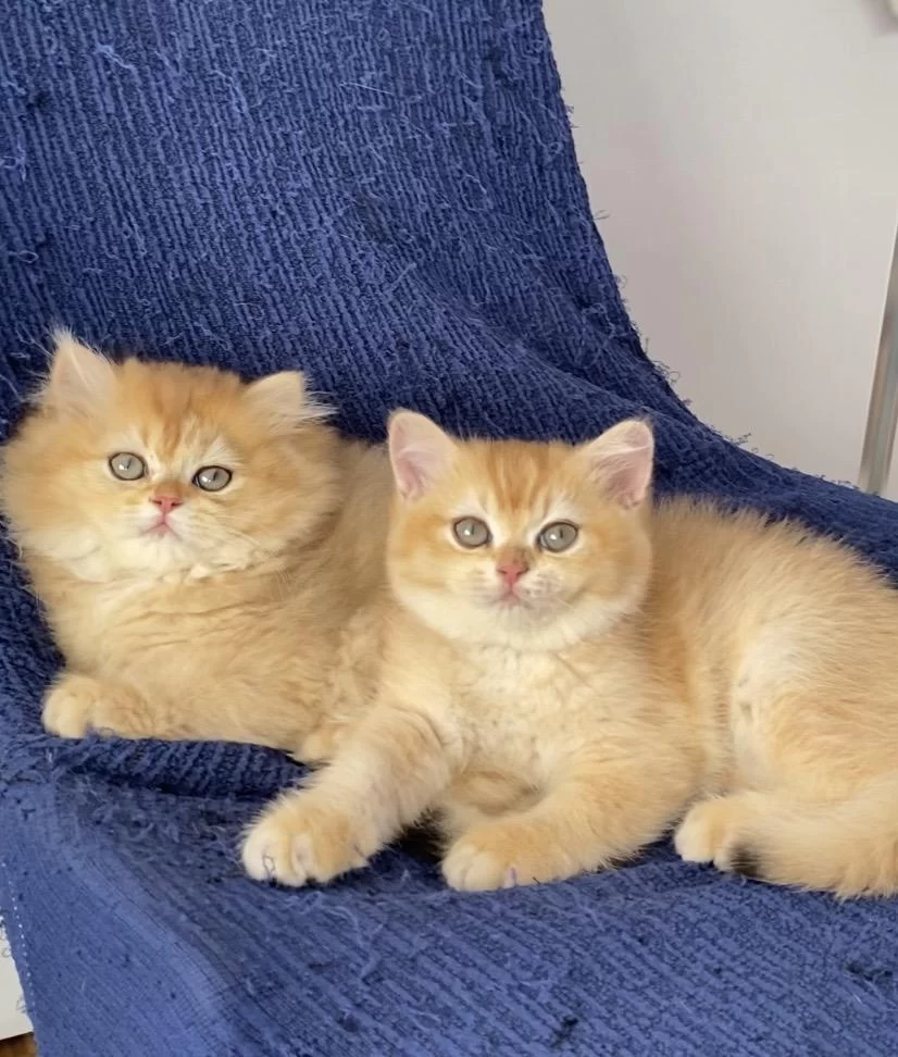 British Golden Ny 12 Ve Black Golden