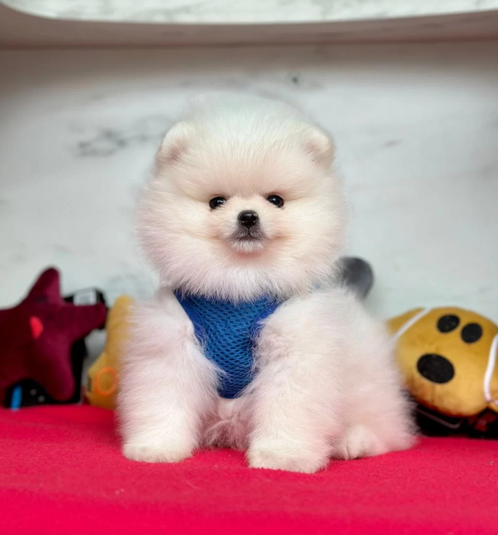 Safkan Pomeranian Boo Bebekler