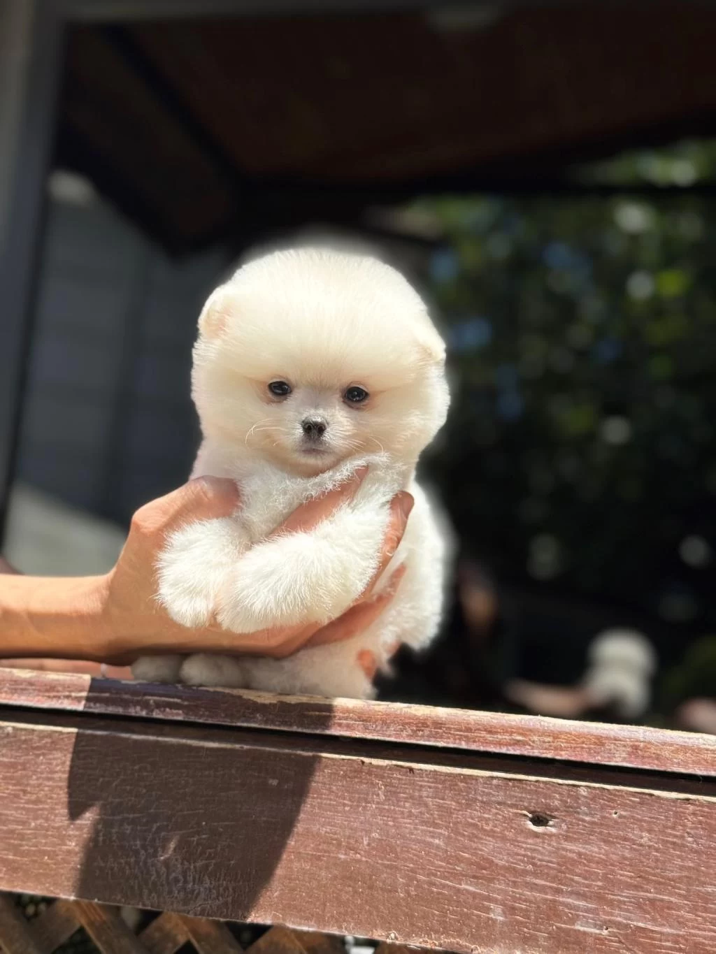 A Kalite Pomeranian Boo