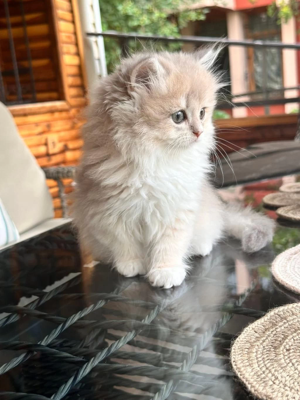 British Longhair Yavrular
