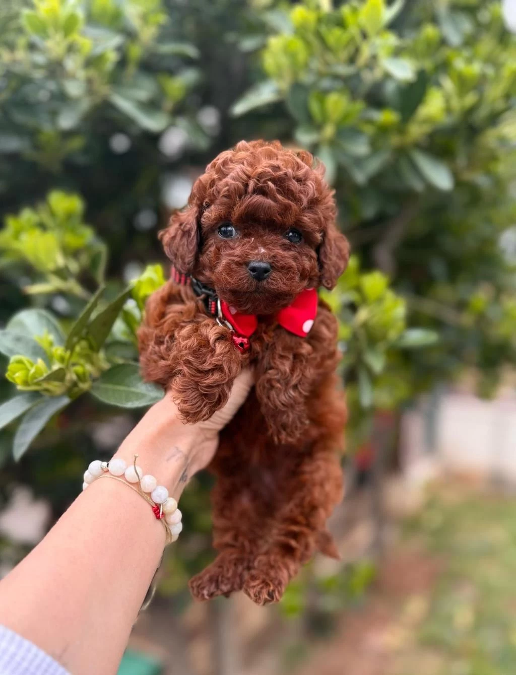 Sevimli Toy Poodle Yavrularımız