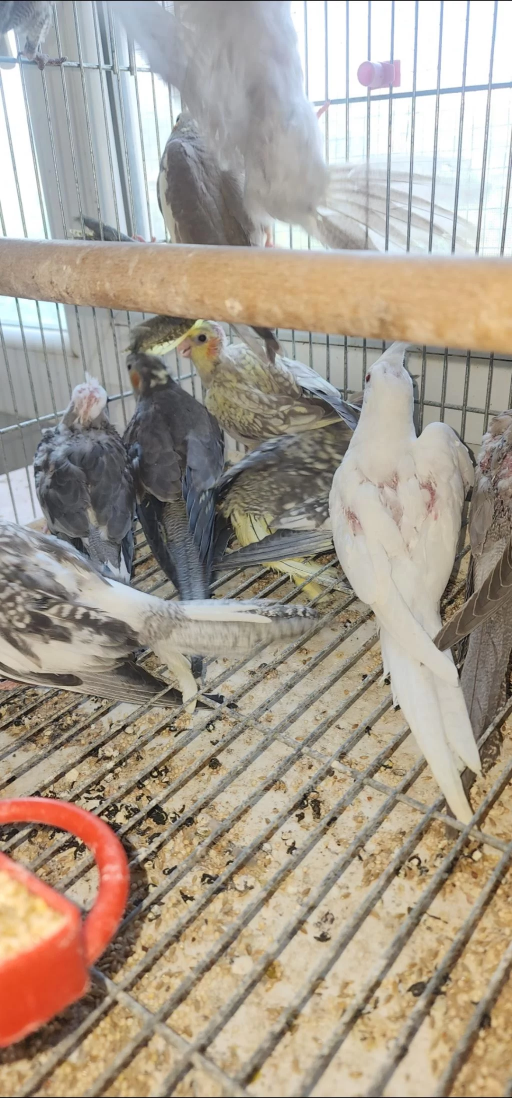 Yeni Sultan Bebekler Yeme Düştü