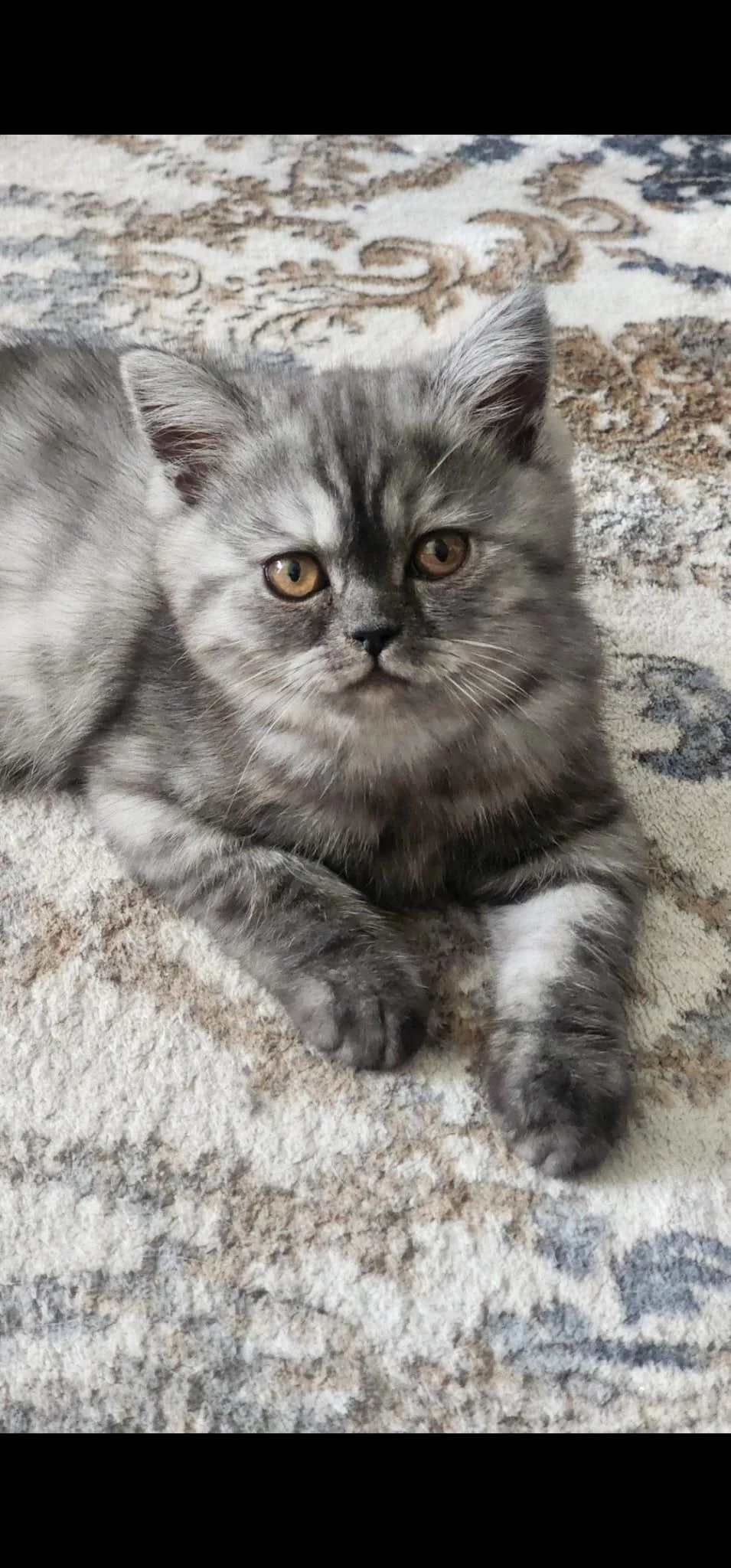 Biritish Shorthair Yavrular