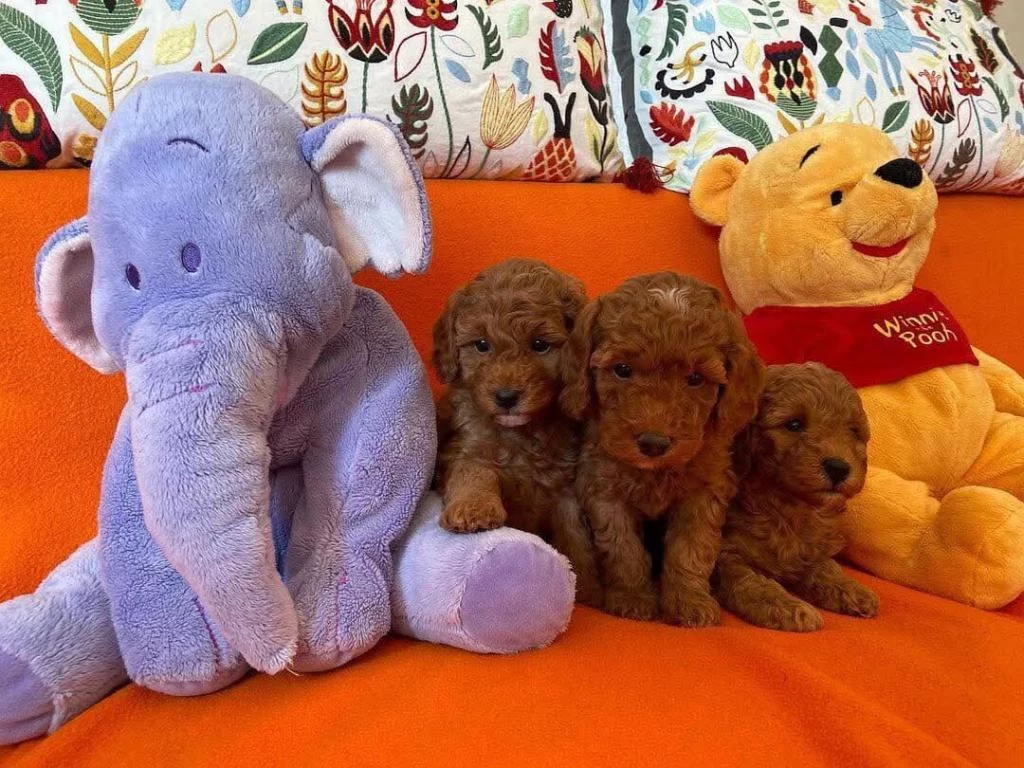 Toy Poodle Yavrularimiz