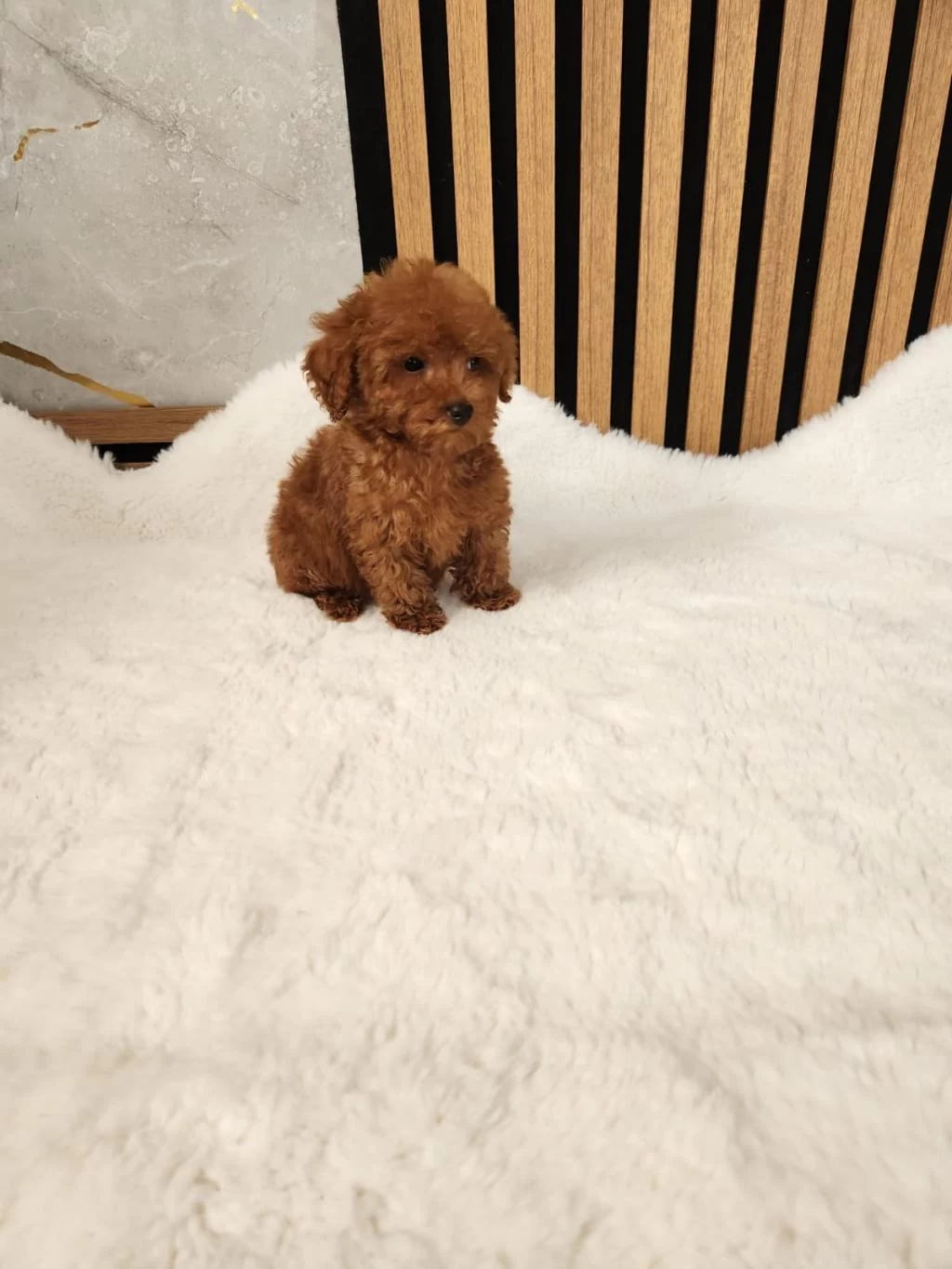 Toy Poodle Yavrularimiz