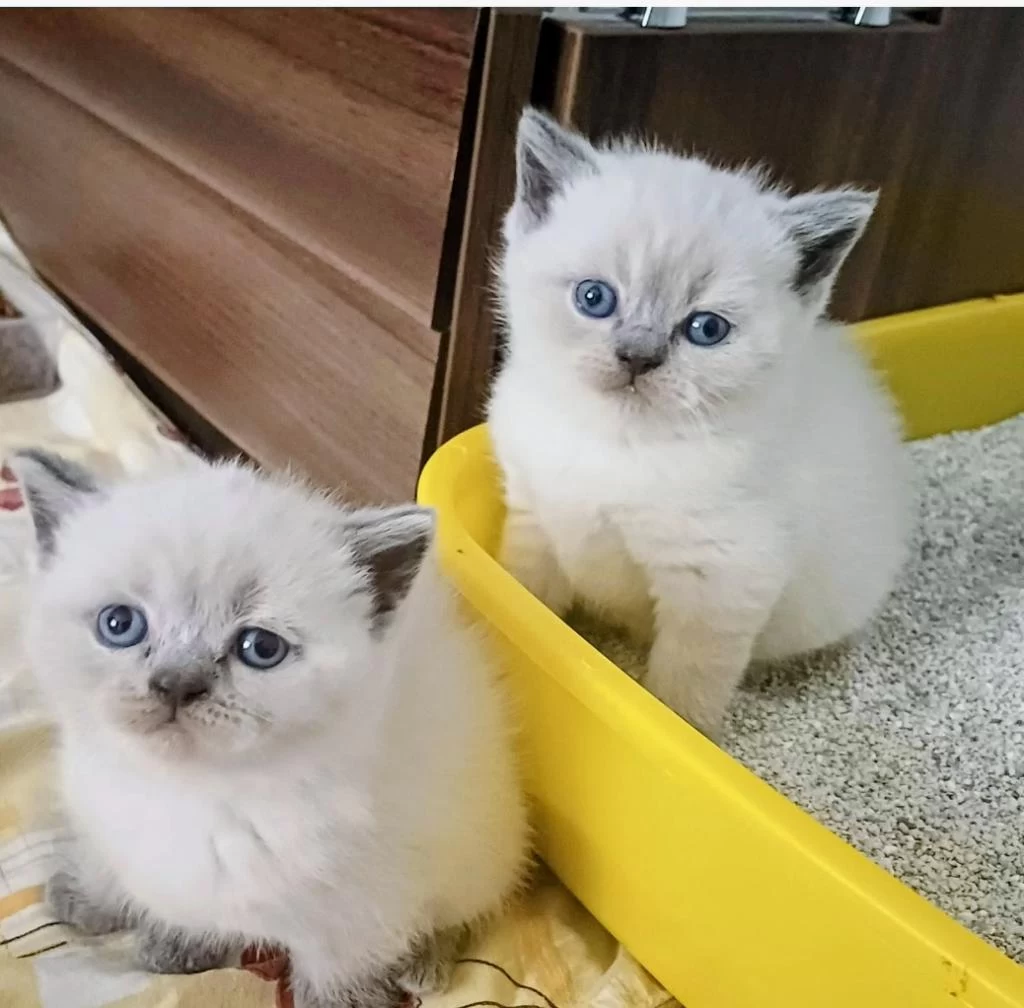 Kucuk British Shorthair Minnagım