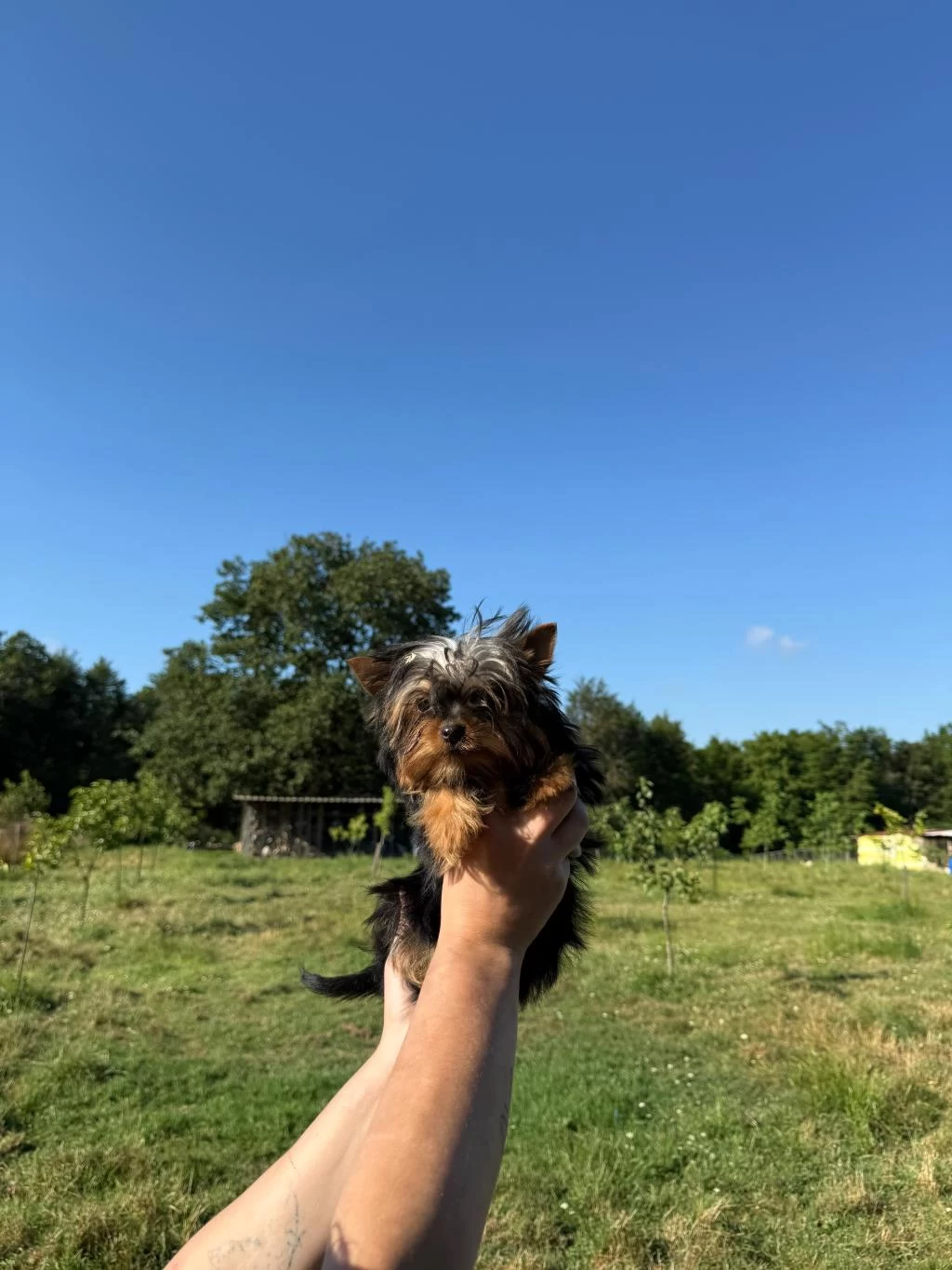 Yorkshire Terrier Teacup Bebekler