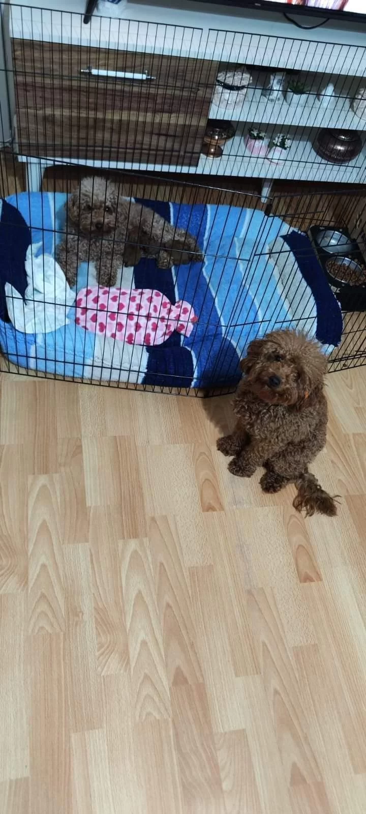 Orjinal Yavru Dişi Poodle