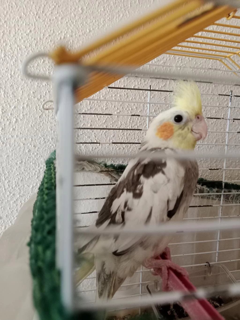 Erkek Yavru Sultan Papağanı