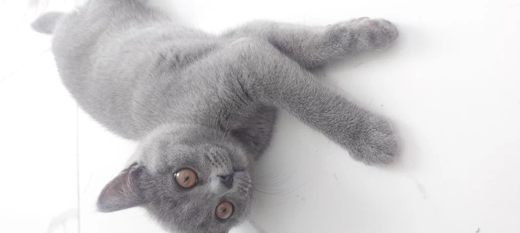 British Shorthair 2,5 Aylık