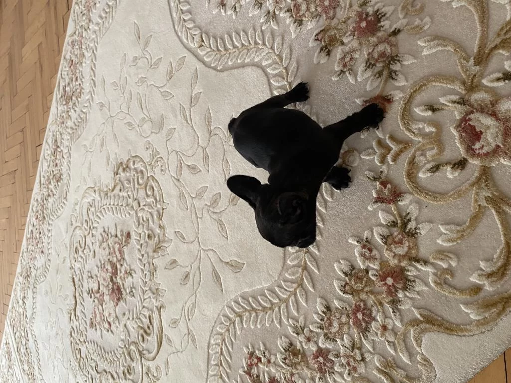 Tuvalet Eğitimli 2 Aylık Dişi French Bulldog