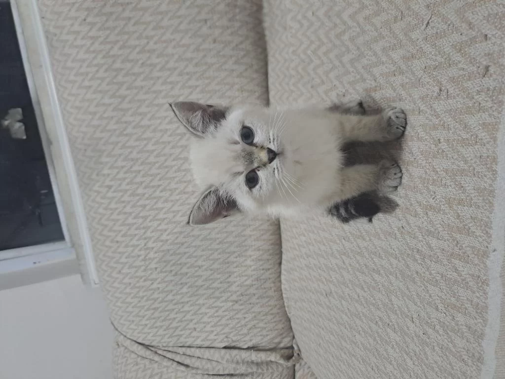 Minik British Shorthair