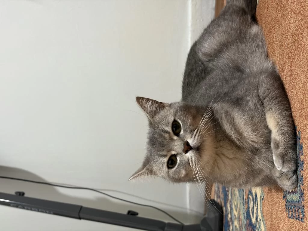 Dişi British Shorthair
