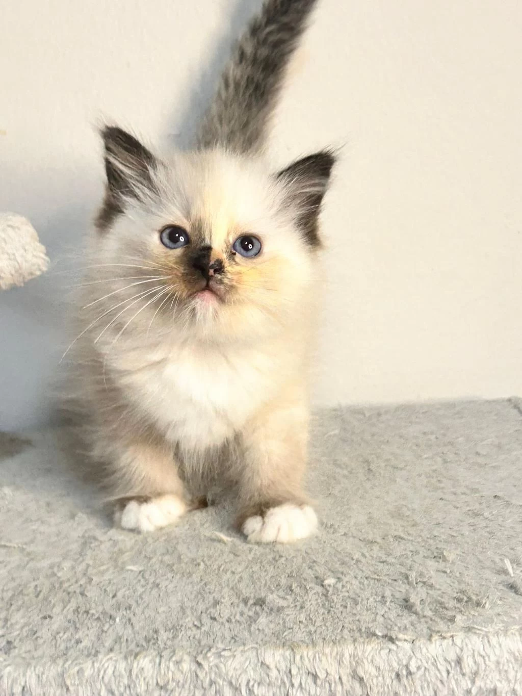 Seal Tortie Mitted Ragdoll Yavrular