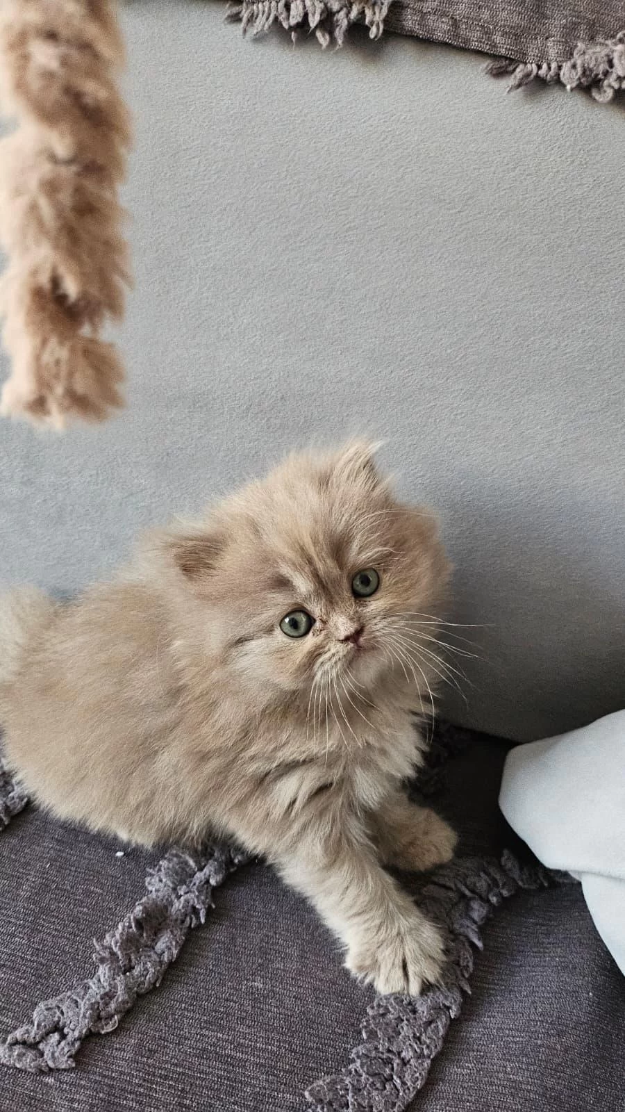 Acil Sadece Aileye British Longhair