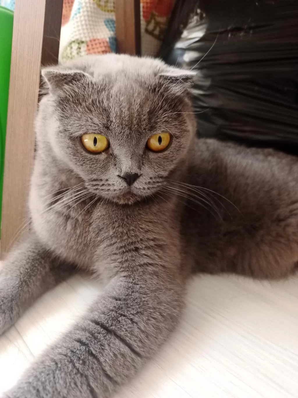 Sevimli British Shorthair Yavrular